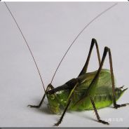 Ac丨丶蝈蝈