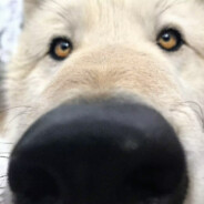 想栽一颗树四季常青