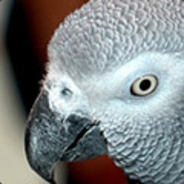 African Grey