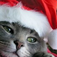 Прямоходящий