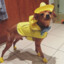 Dog with yellow hat