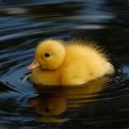 Duckernator