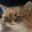 CATMAN
