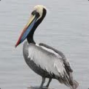 Precocious Pelican