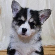 勇敢无敌李大牛