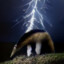 Storm anteater