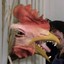 EVILCHICKEN