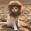 Leontino Catenino