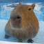 Kapybar