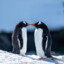 Gentoo Penguin