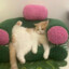 Puffkten