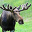 moose