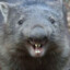 SpicyWombat