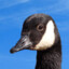 Goose