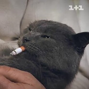 сочью пега Steam avatar