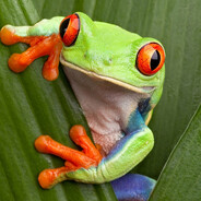 Frogy