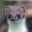 DaWeasel