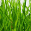 GRASS