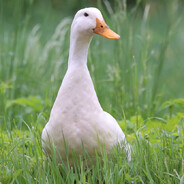 I GOOSE I
