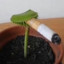 plant on da ciggie