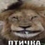 узбагойся