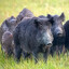 30-50 Feral Hogs