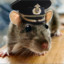 CaptainRat