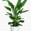 Inconspicuous Houseplant