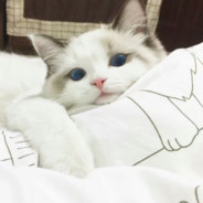 别爱了不会是你男友