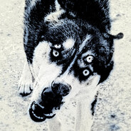 belixb - steam id 76561198074436054