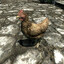 gallina del skyrim