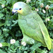 kiwi