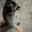 Really a Raccoon