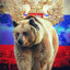 ^Bear^rus