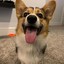 FuzzyCorgi