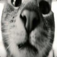 DiJleY - steam id 76561197961155993