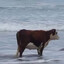 COW IN THE OCEAN
