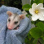 blossom possum