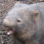 SassyWombat