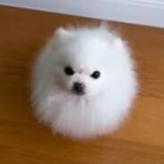 donk偷走了我的人生