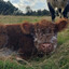 Calf