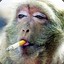 smoking monkey man