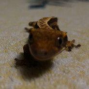 Little Animal