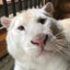 elGatto