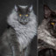 Maine Coon Morus