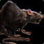 DangerRat