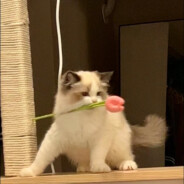 月眠眠最严厉的父亲