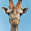 Giraffelongneckboi