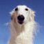 borzoi