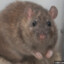 OilRat